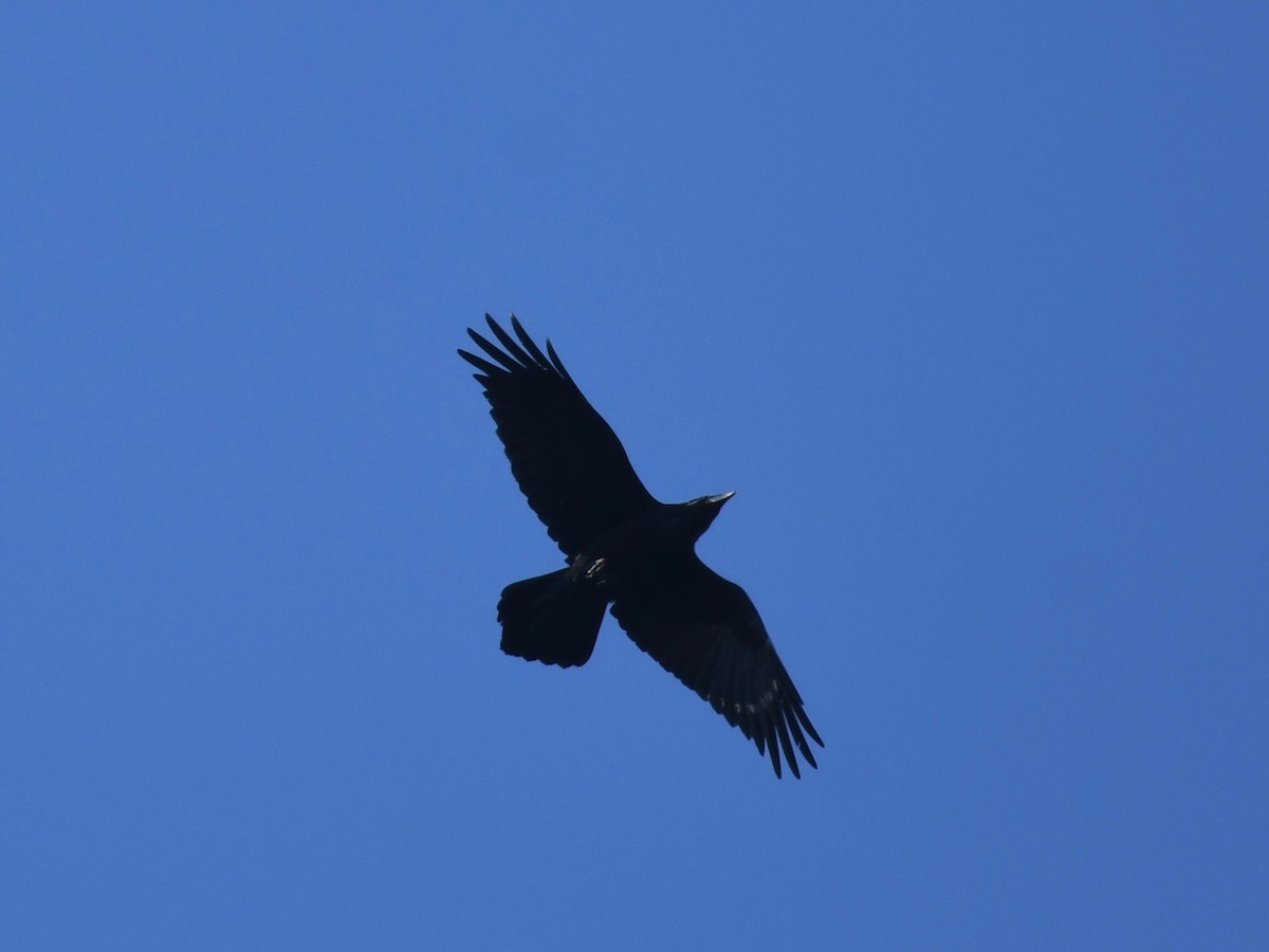 Common Raven - ML411449421
