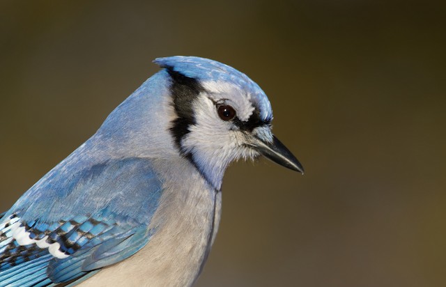 Blue Jay - Vermont eBird