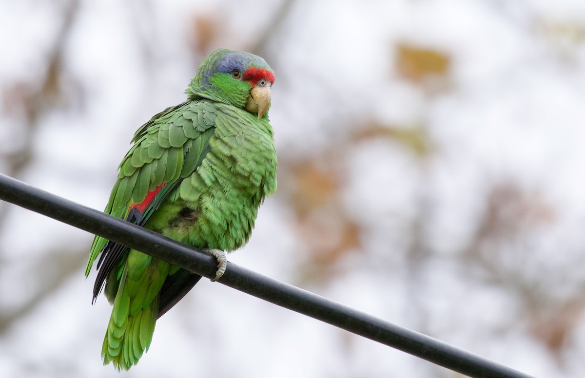 Lilac-crowned Parrot - ML411467111