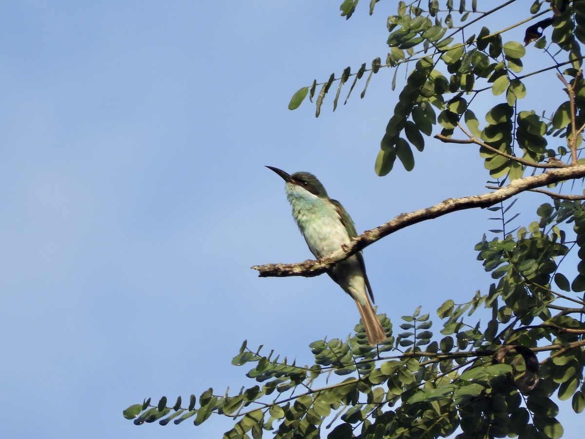 Blue-throated Bee-eater - ML411467911
