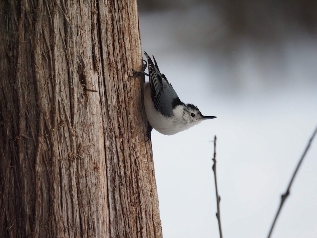 White-breasted Nuthatch - ML411468461