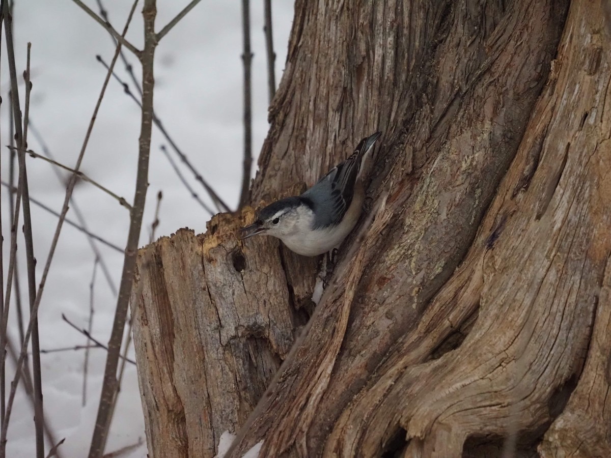 White-breasted Nuthatch - ML411468481