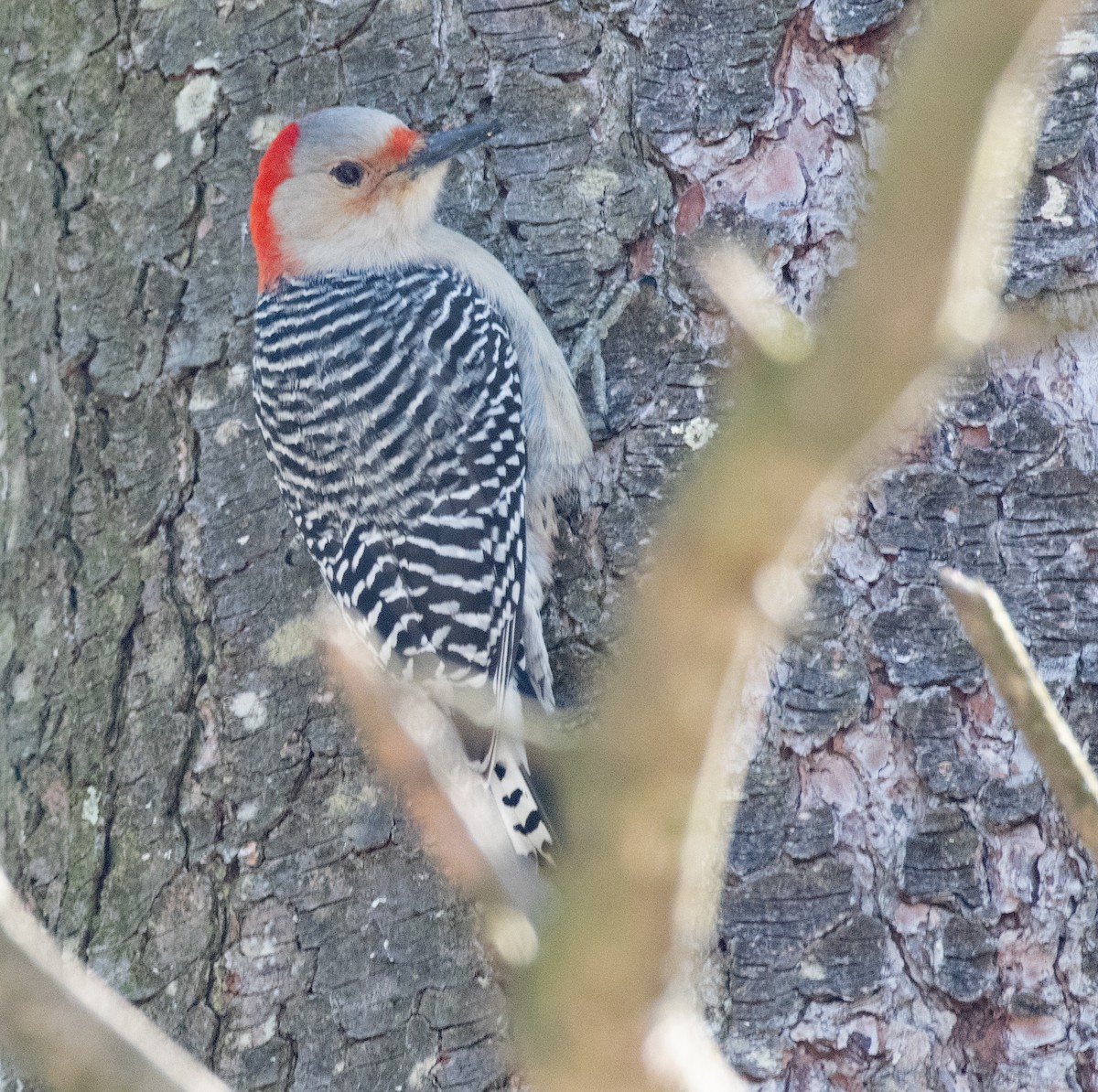 Red-bellied Woodpecker - ML411468771