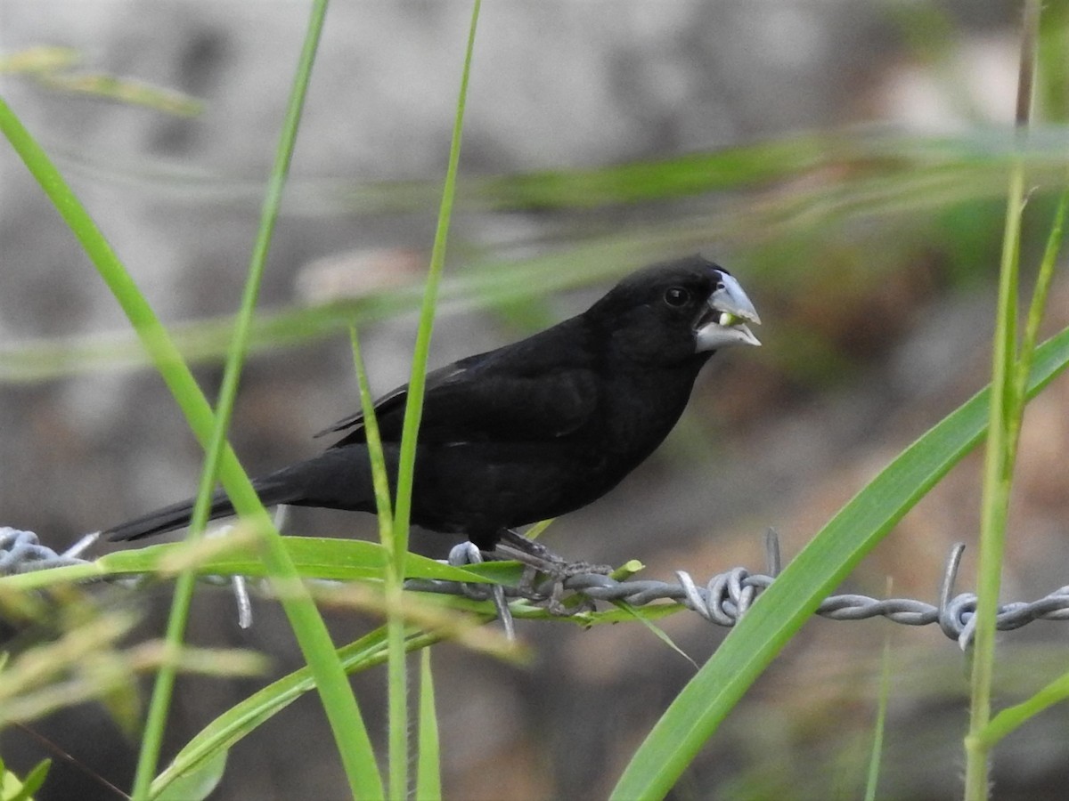Large-billed Seed-Finch - ML411469621