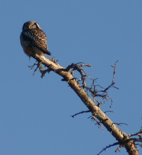 Northern Hawk Owl - ML41148431