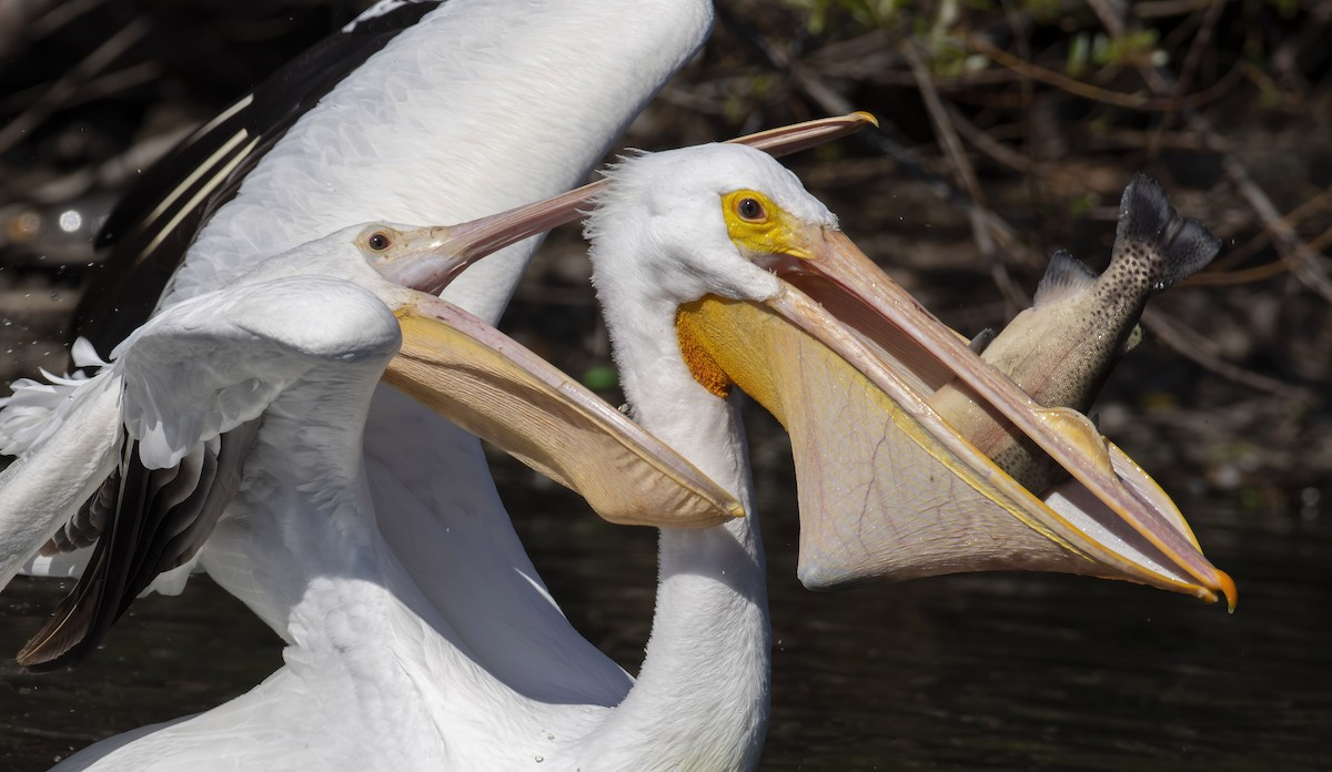 American White Pelican - Marky Mutchler