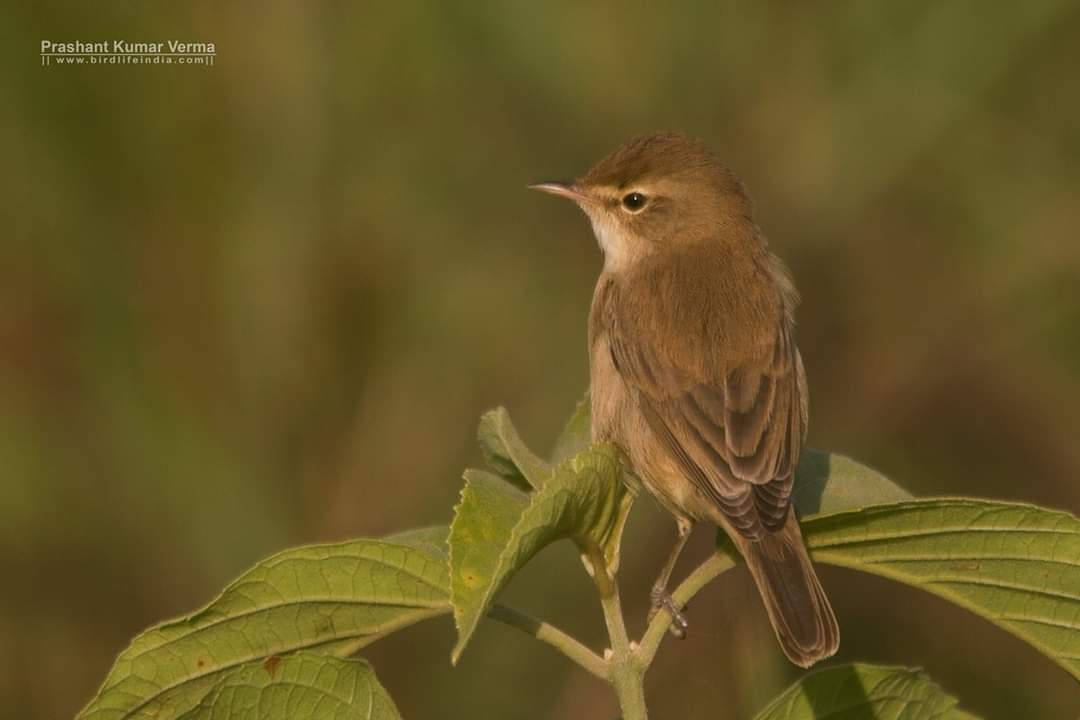 Booted Warbler - ML411499471