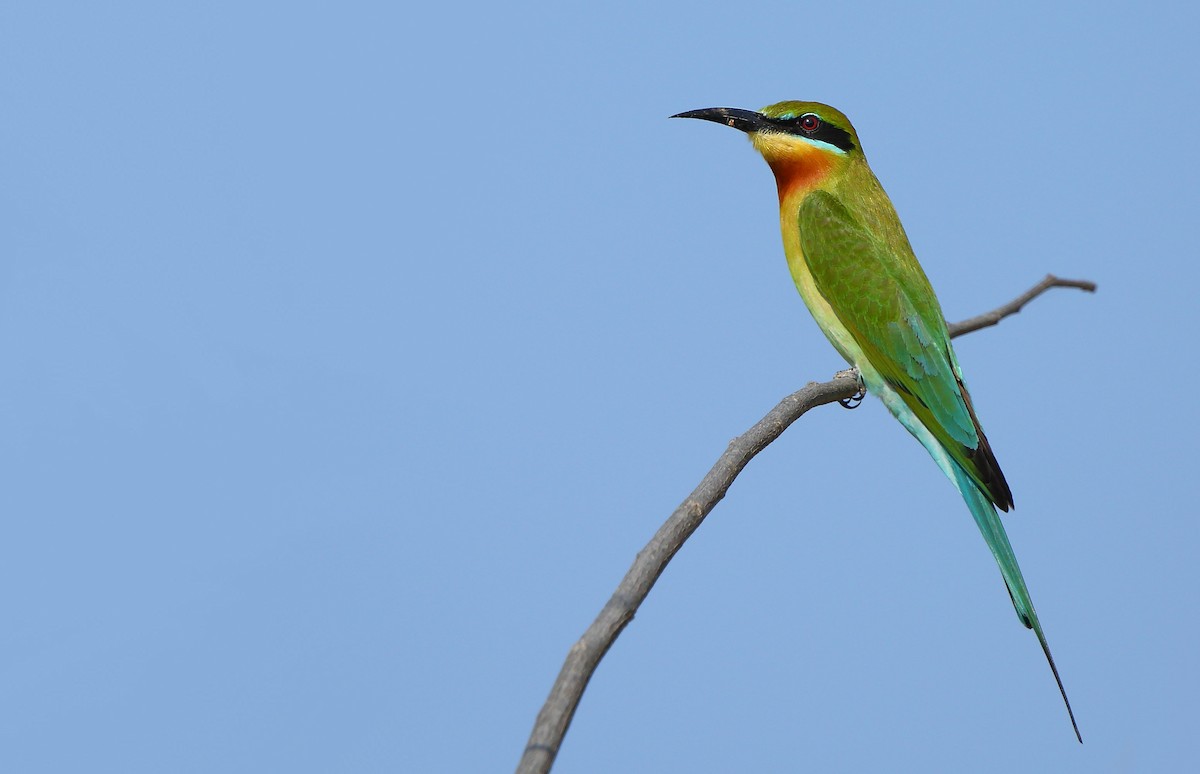 Blue-tailed Bee-eater - Albin Jacob