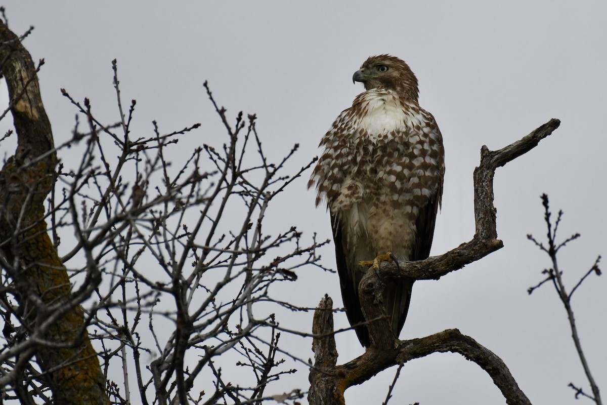 Red-tailed Hawk - ML411502871