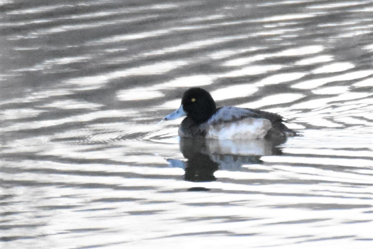 Greater Scaup - ML411502911
