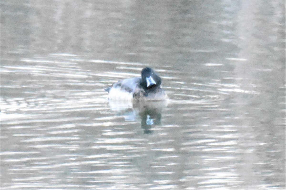 Greater Scaup - ML411502931