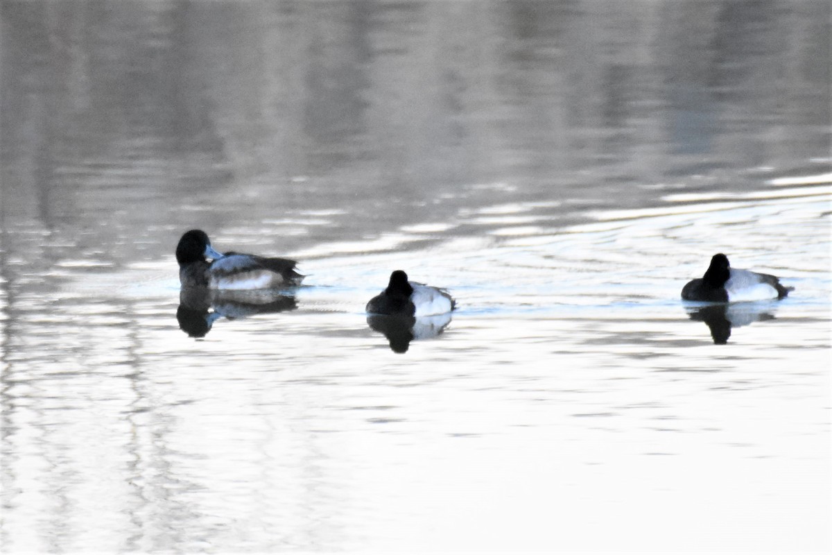 Greater Scaup - ML411502941