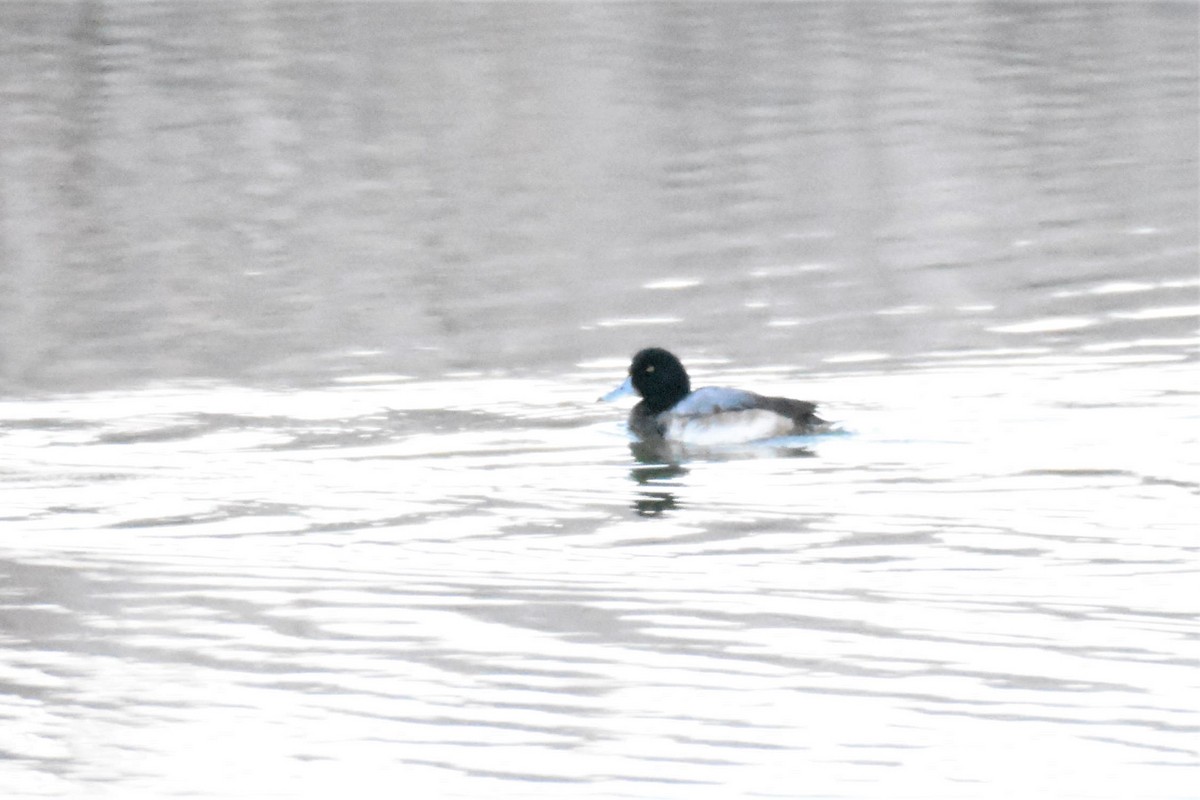 Greater Scaup - ML411502961
