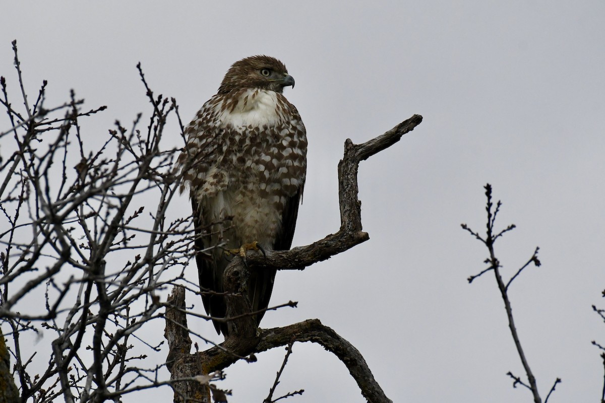 Red-tailed Hawk - ML411503041