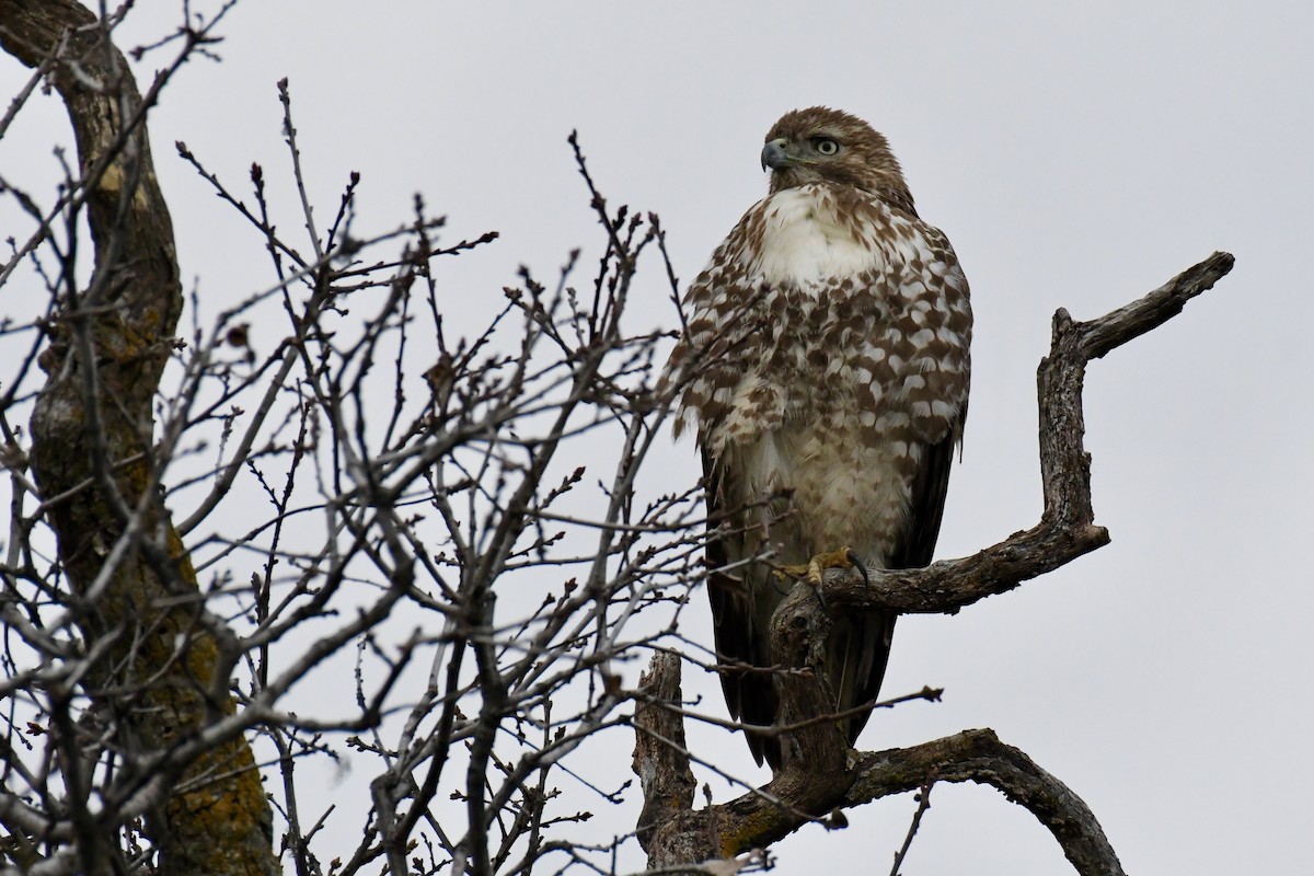 Red-tailed Hawk - ML411503051
