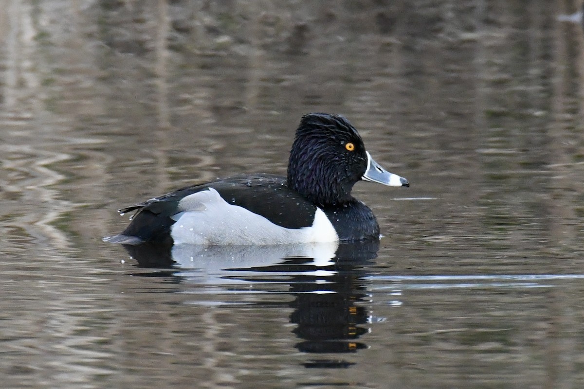 Ring-necked Duck - ML411504101