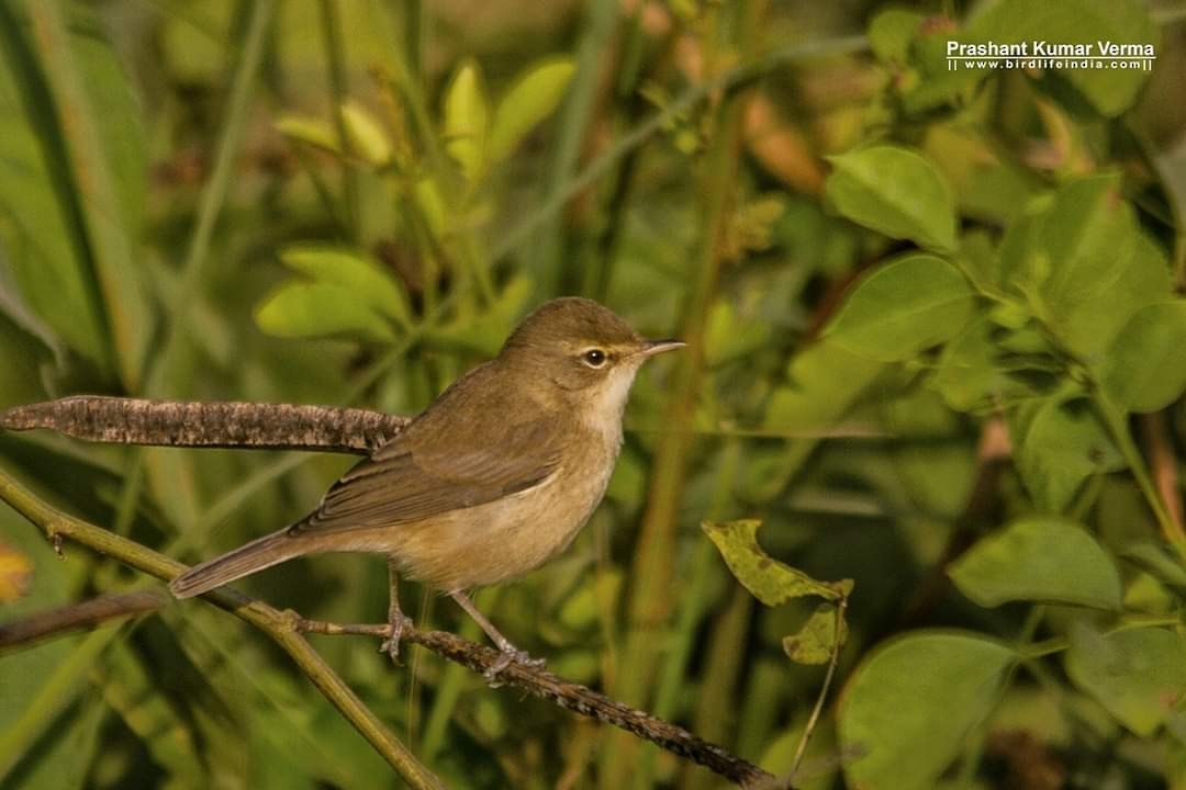 Booted Warbler - ML411506711
