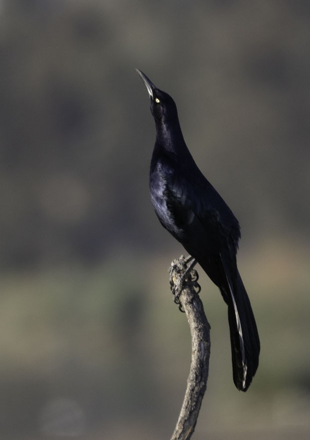 Great-tailed Grackle - ML411508671