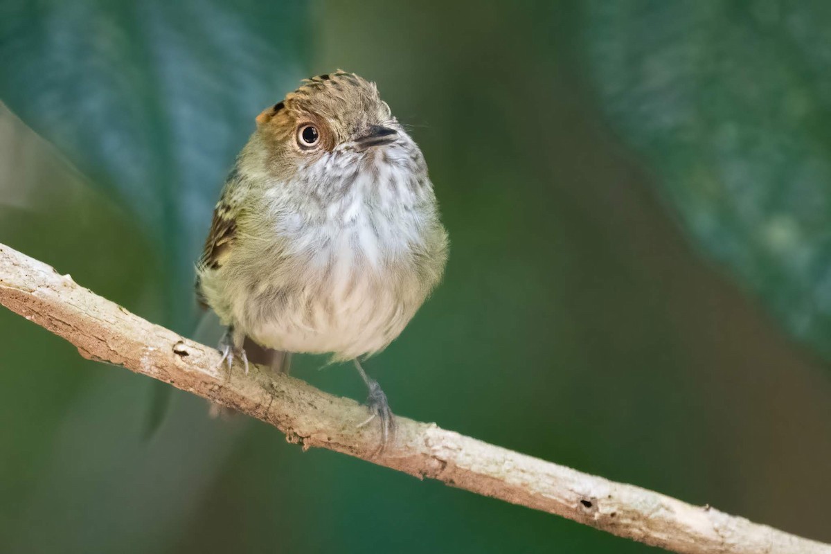 Scale-crested Pygmy-Tyrant - ML411513901