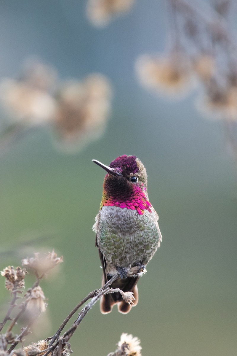 Anna's Hummingbird - ML411519141