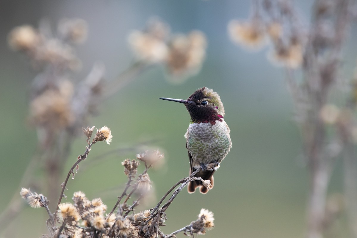 Anna's Hummingbird - ML411519191