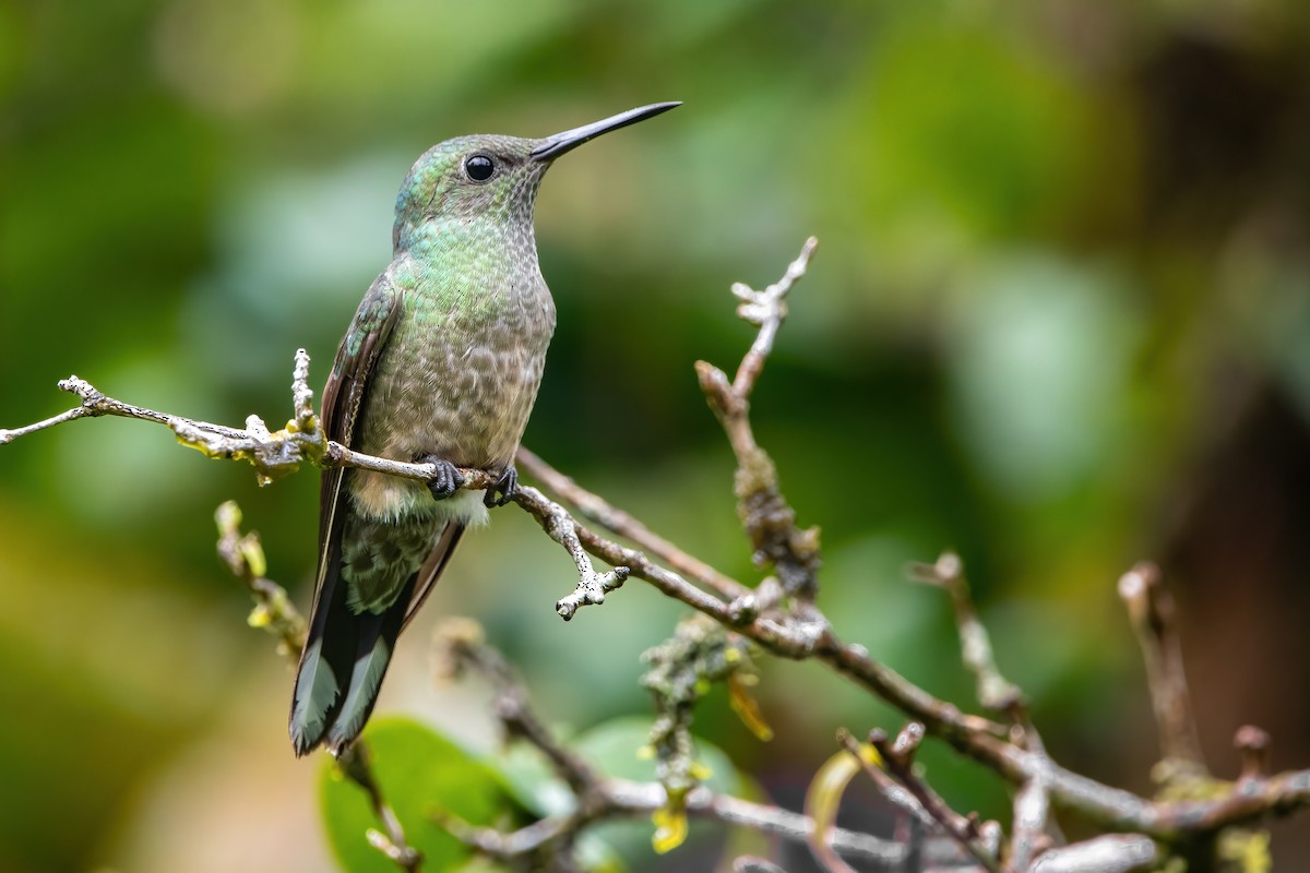 Scaly-breasted Hummingbird - Mason Maron