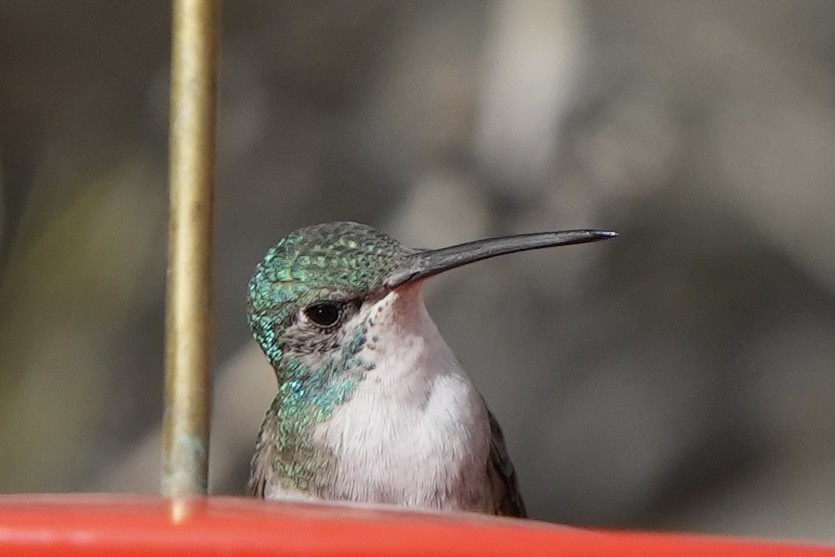 hummingbird sp. - ML411522881