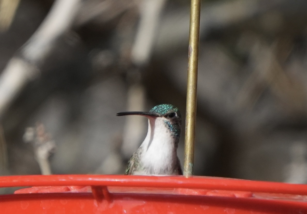 hummingbird sp. - ML411522891