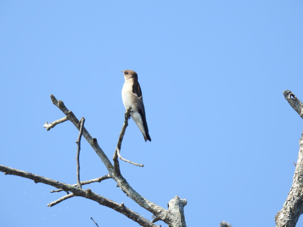 Northern Rough-winged Swallow - Elizabeth Perez Aleman