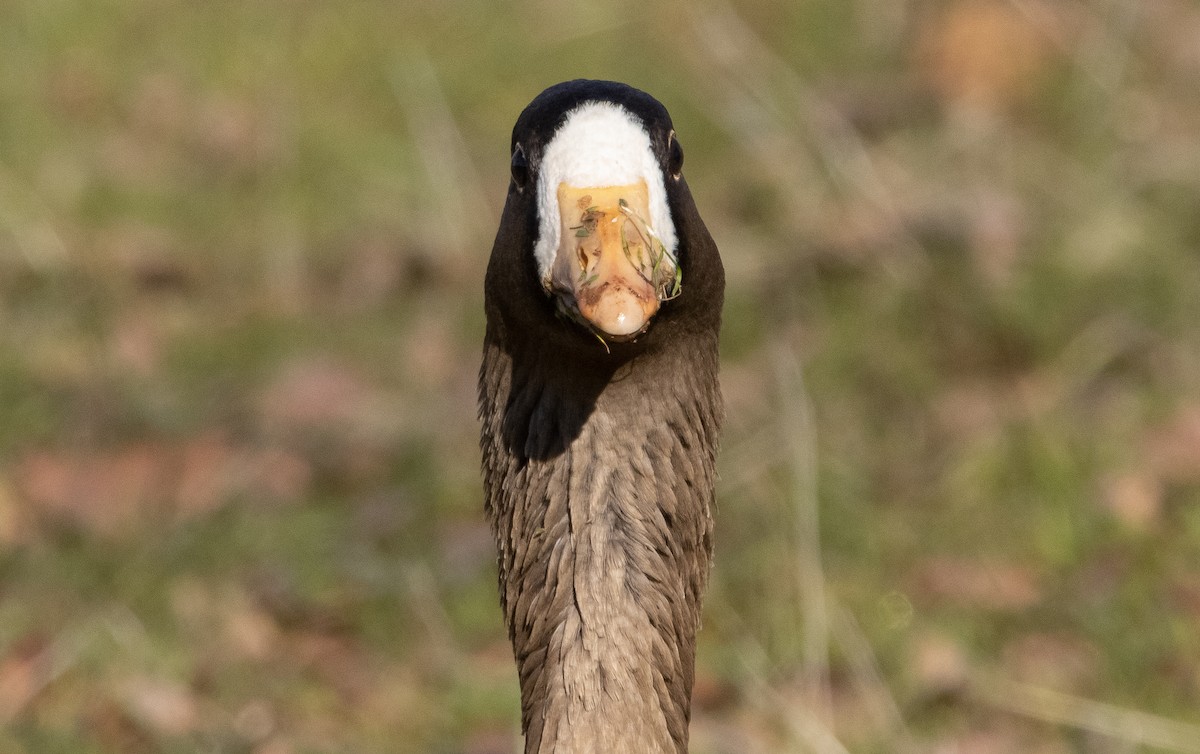 Greater White-fronted Goose - ML411524011