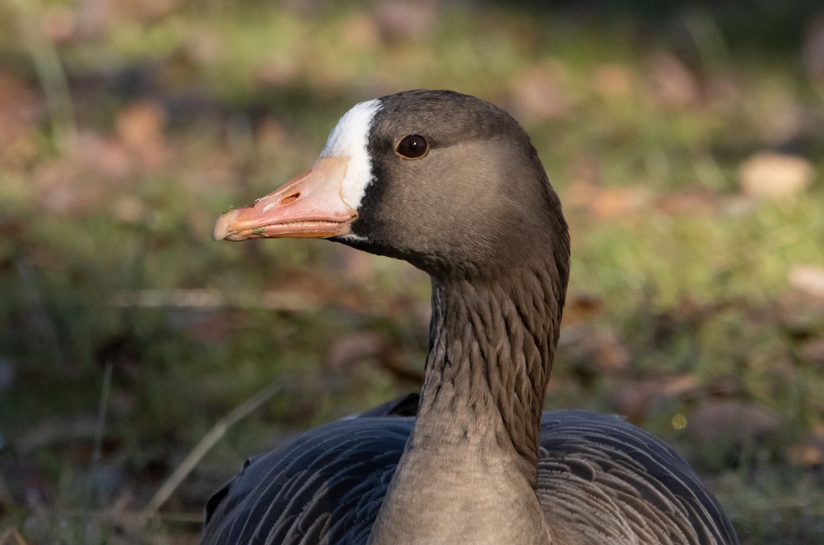 Greater White-fronted Goose - Liam Huber