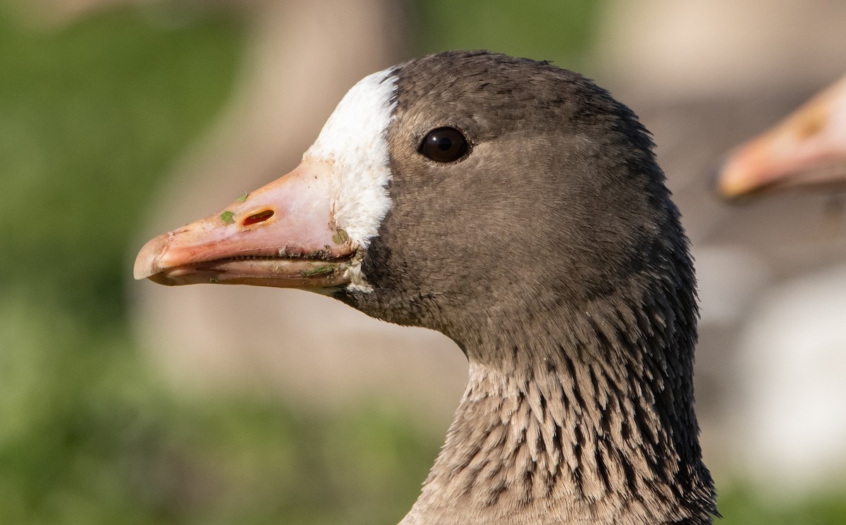 Greater White-fronted Goose - ML411524071