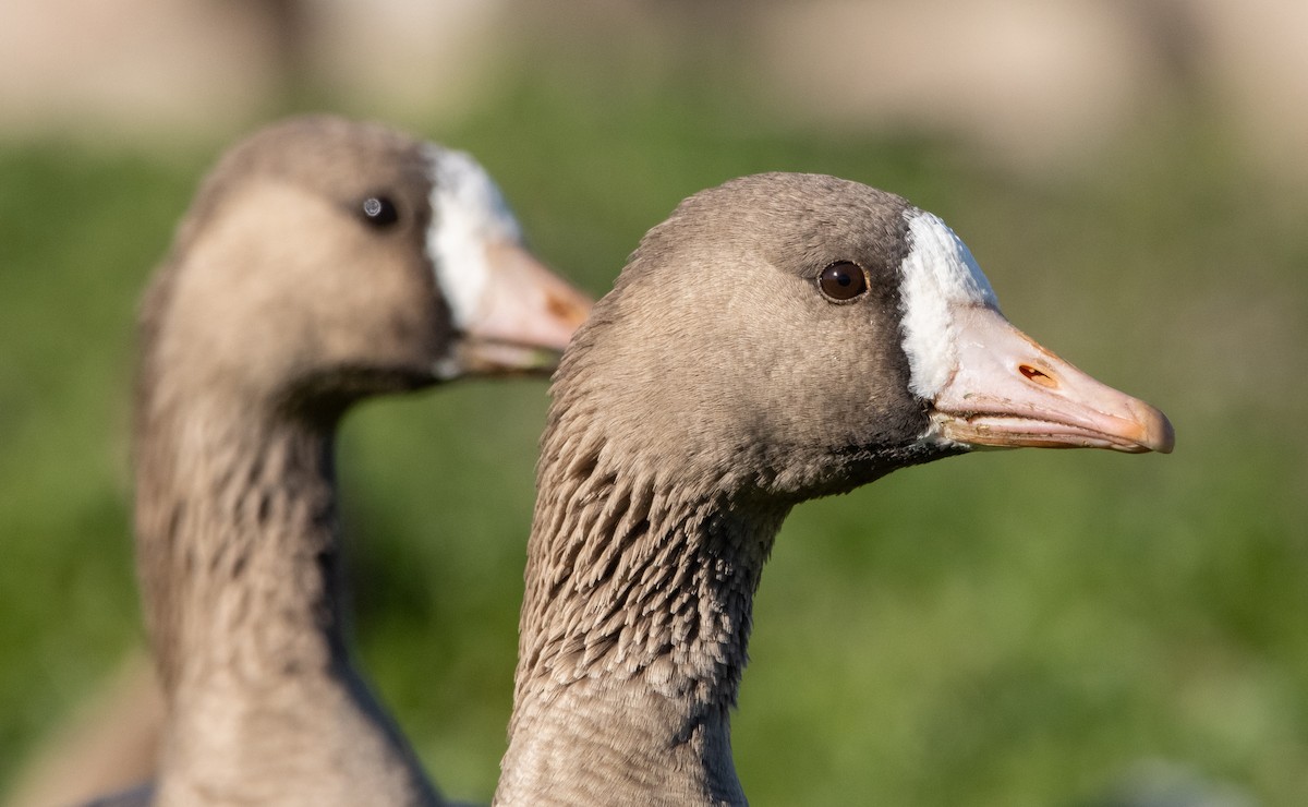 Greater White-fronted Goose - ML411524181