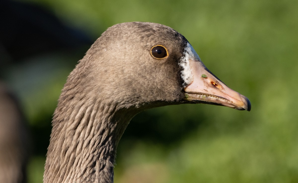 Greater White-fronted Goose - ML411524191