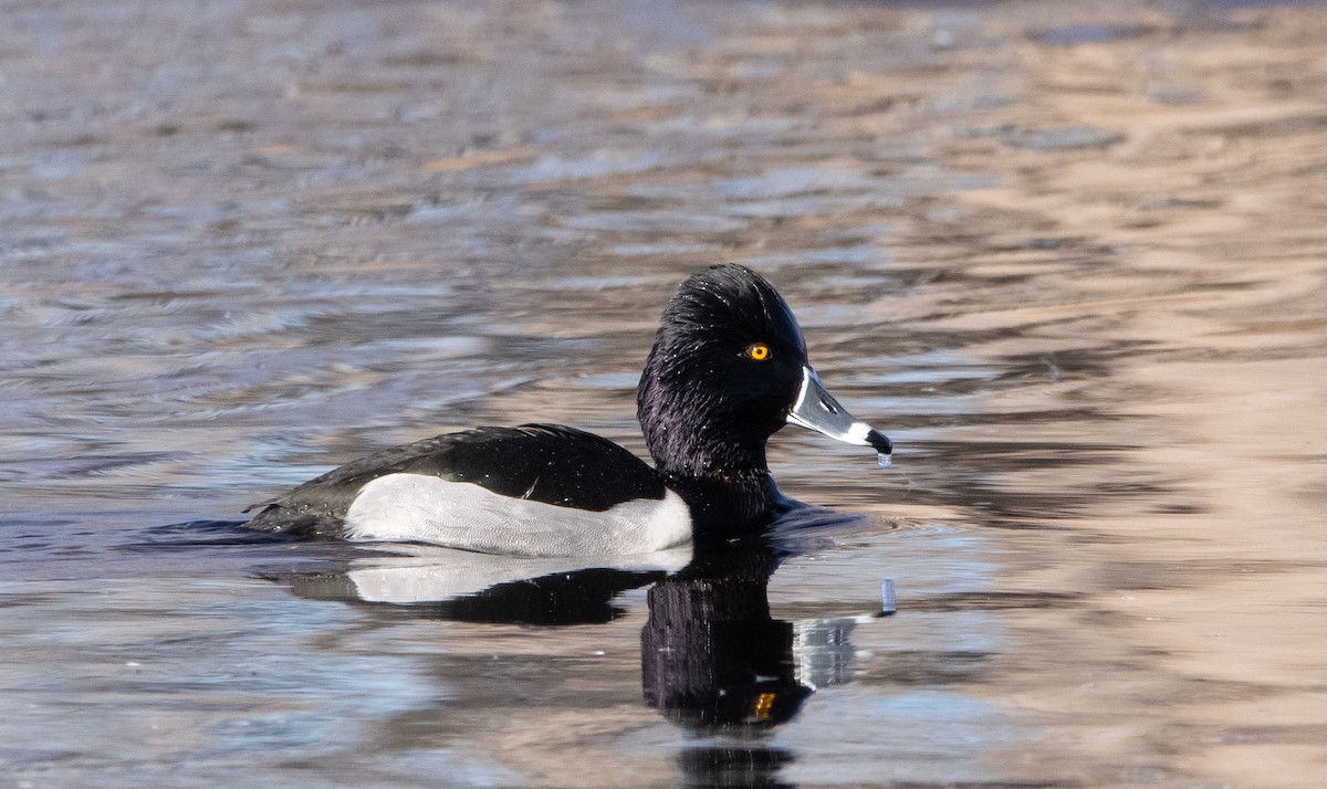 Ring-necked Duck - ML411524581