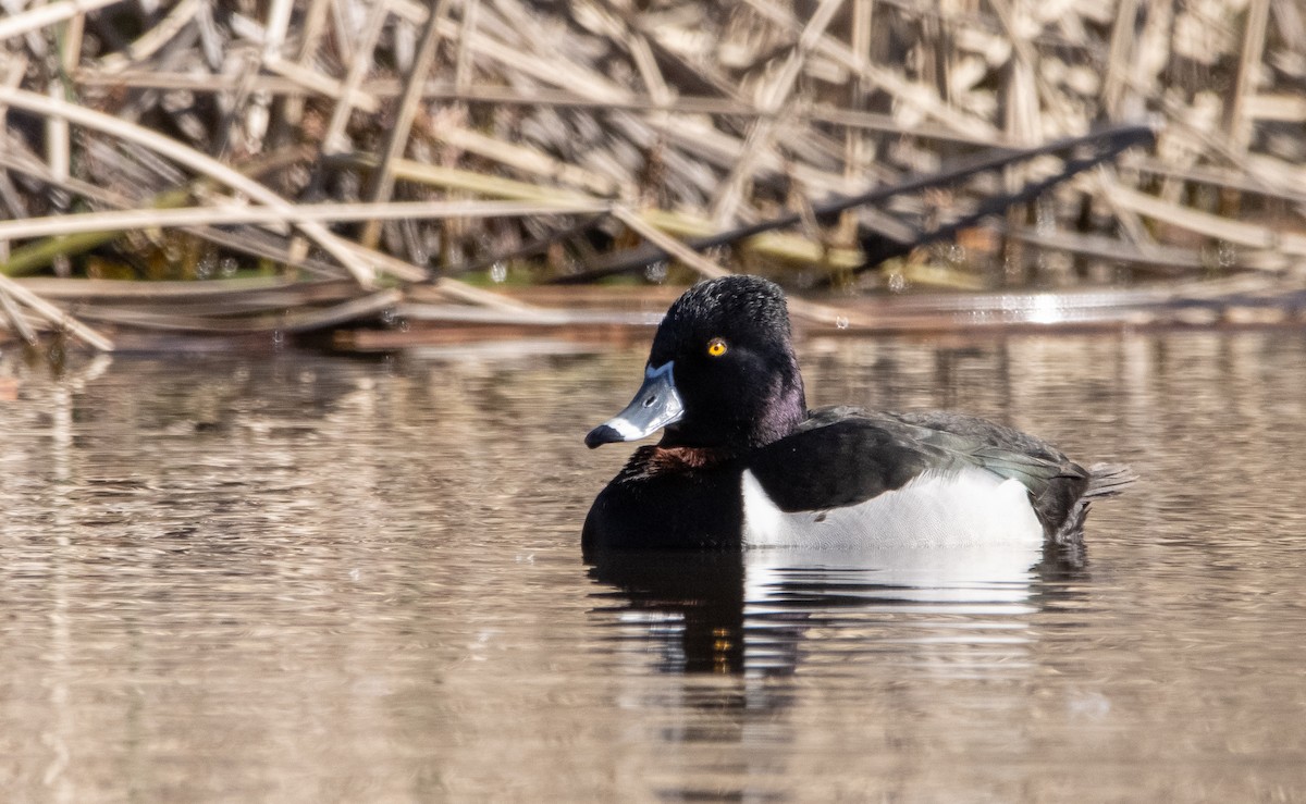 Ring-necked Duck - Liam Huber