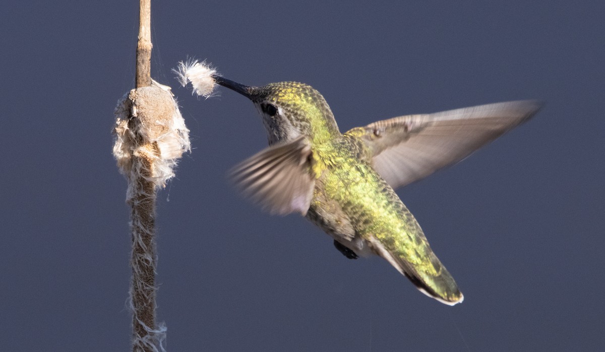 Anna's Hummingbird - ML411525081