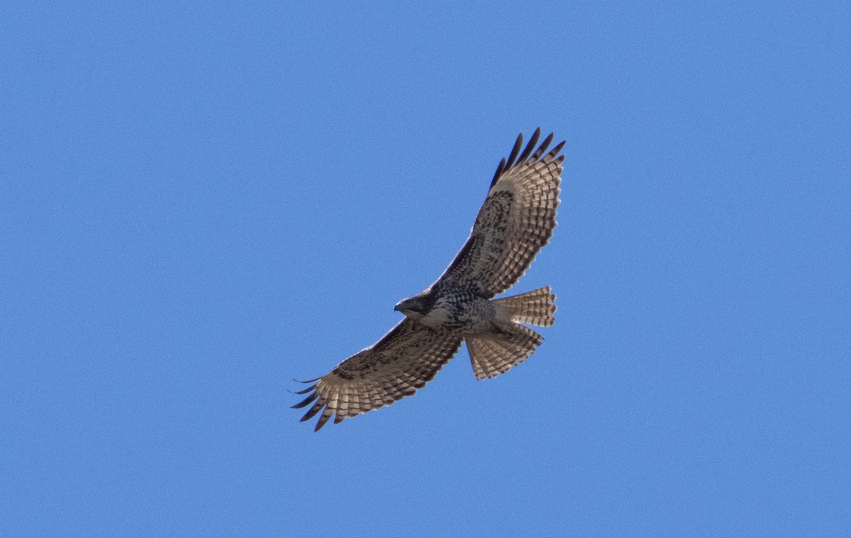 Red-tailed Hawk - ML411525091