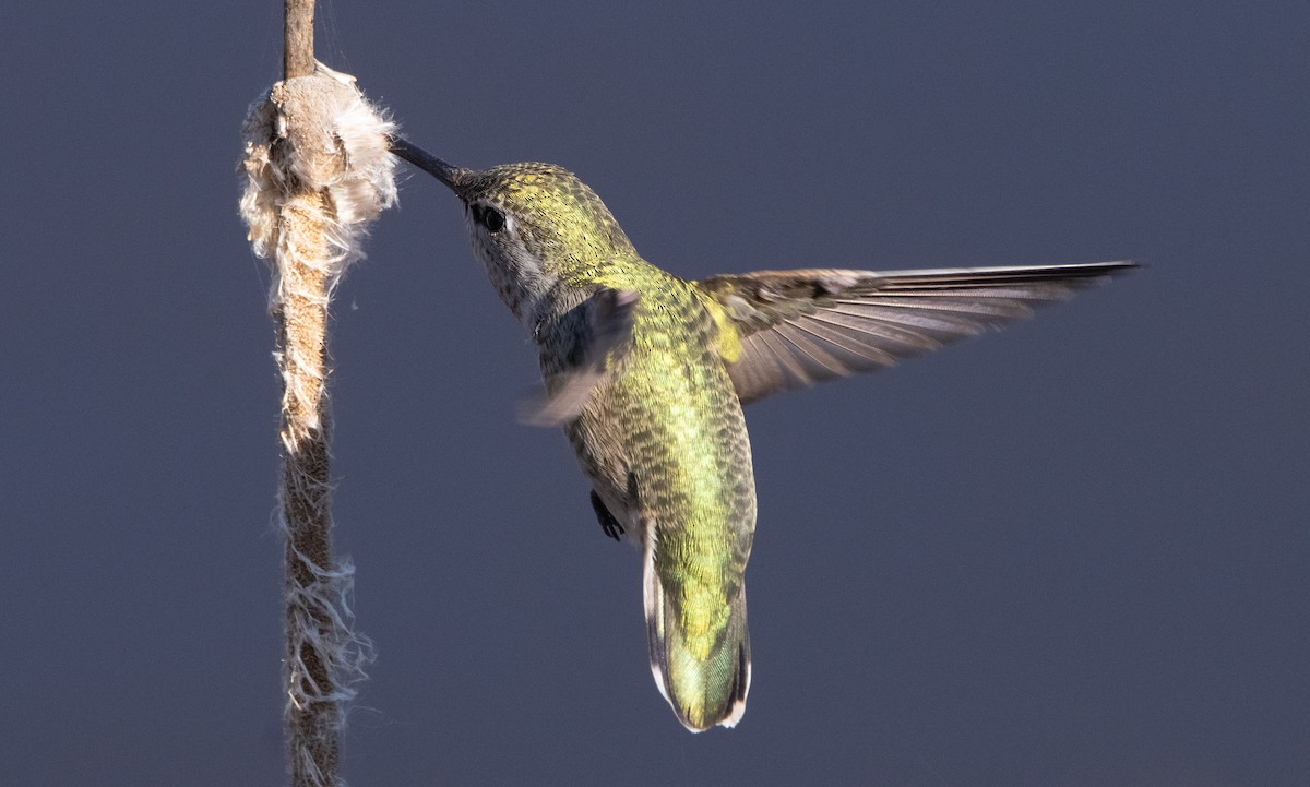 Anna's Hummingbird - ML411525101