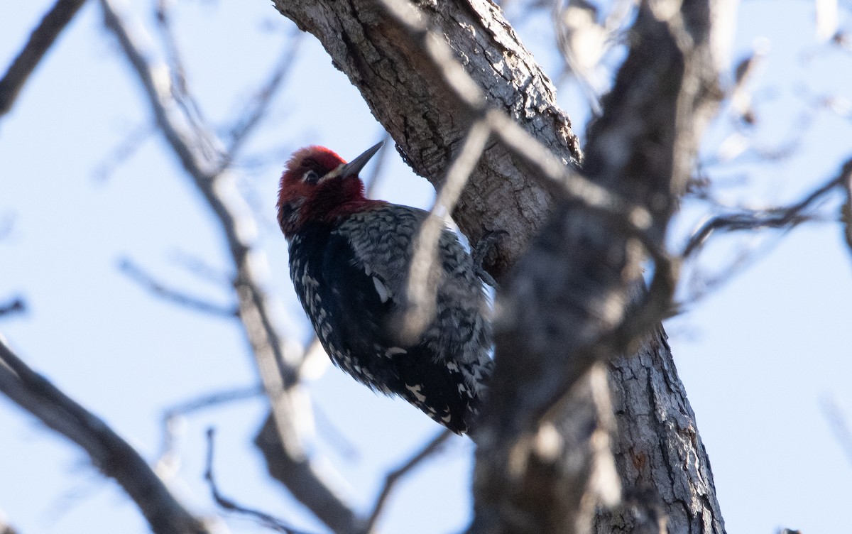 Red-breasted Sapsucker - ML411525131