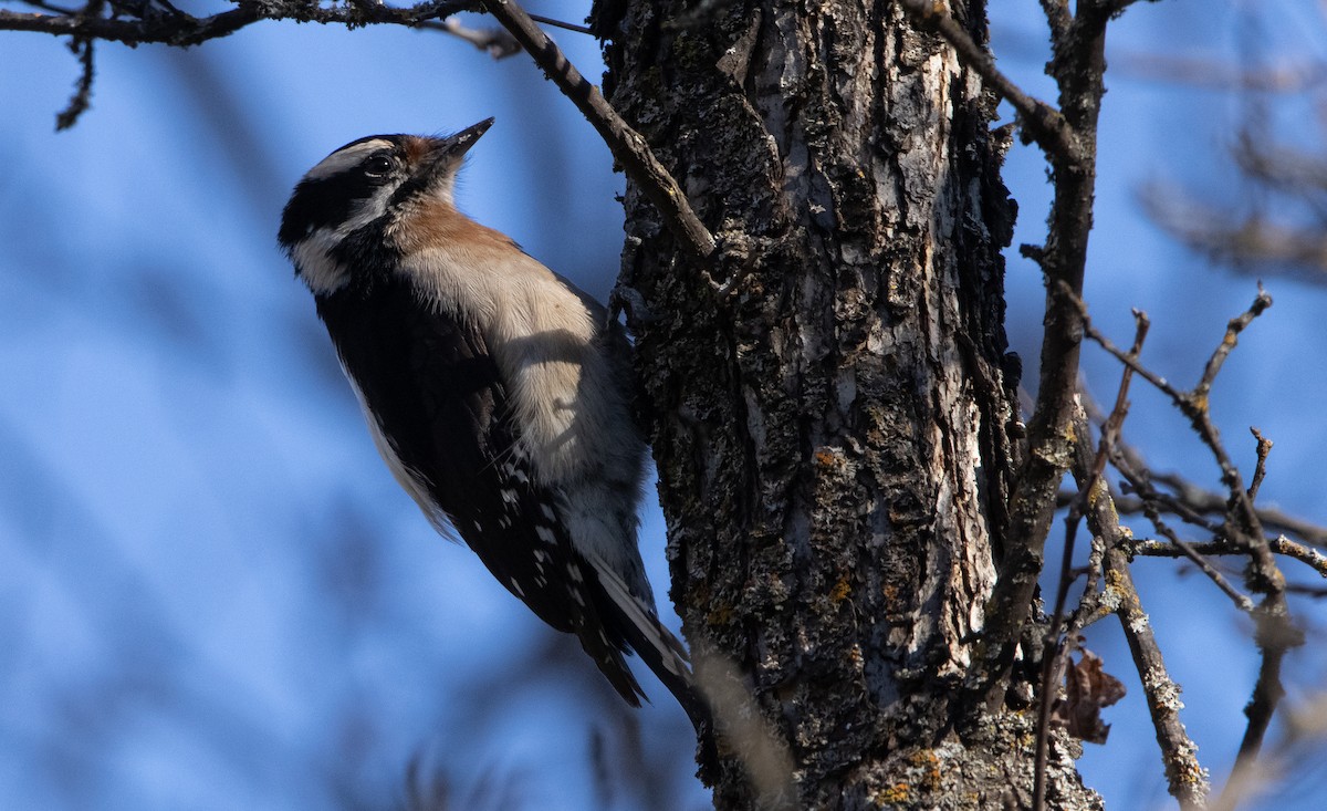Downy Woodpecker - ML411525361