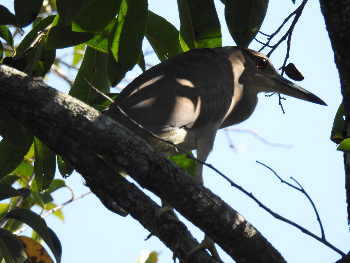 Black-crowned Night Heron - ML411526181