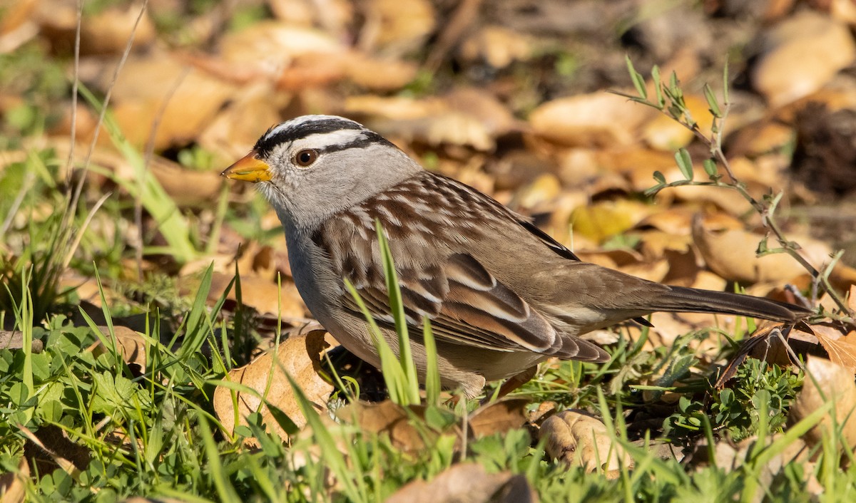 White-crowned Sparrow (Gambel's) - ML411526411