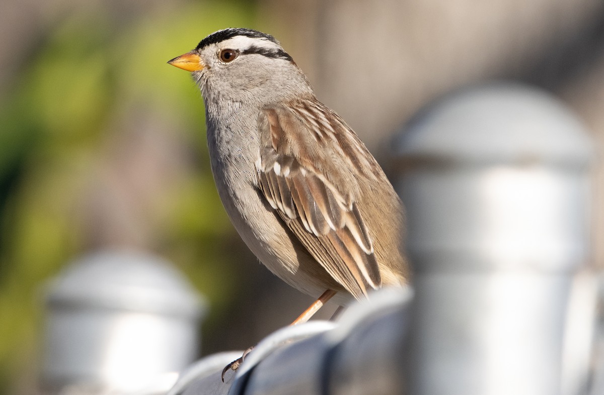 White-crowned Sparrow (Gambel's) - ML411526441