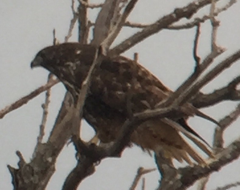 Red-tailed Hawk (Harlan's) - ML41152831
