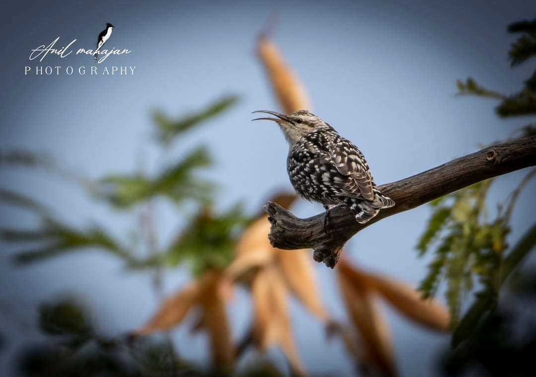 Indian Spotted Creeper - ML411533421