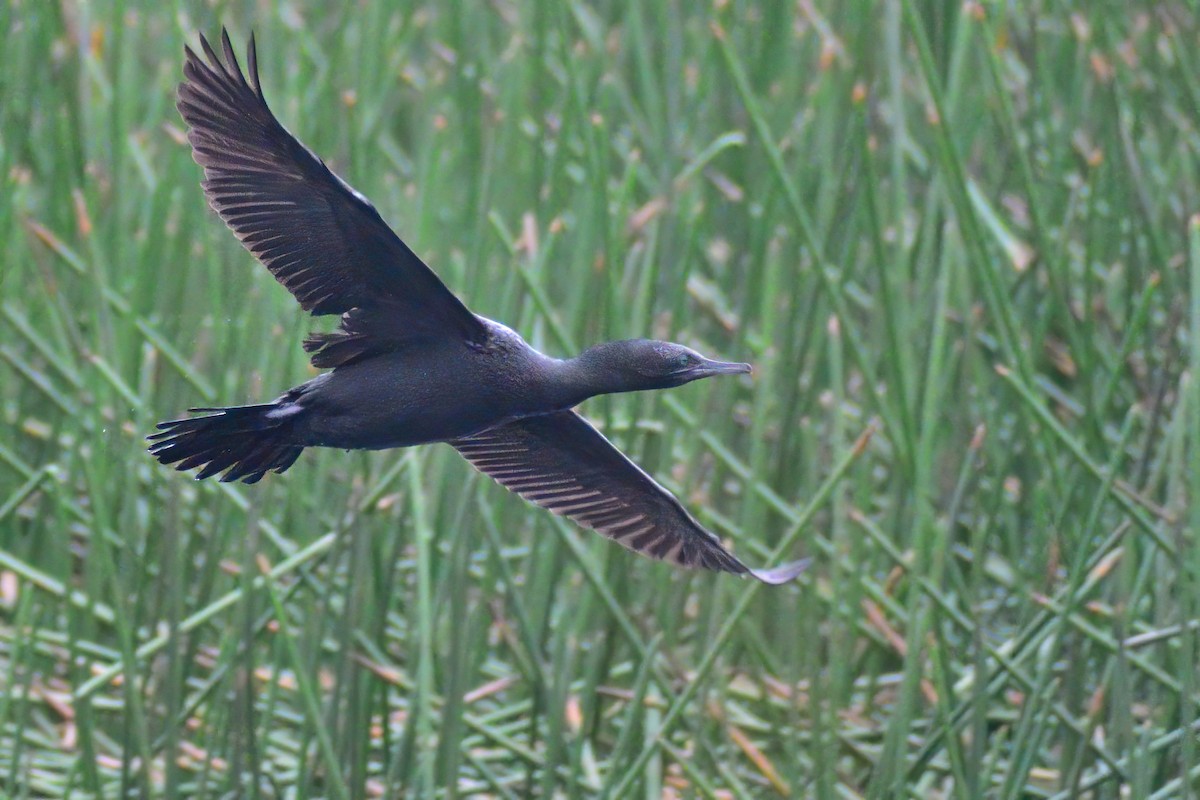 Little Black Cormorant - Ken Tay