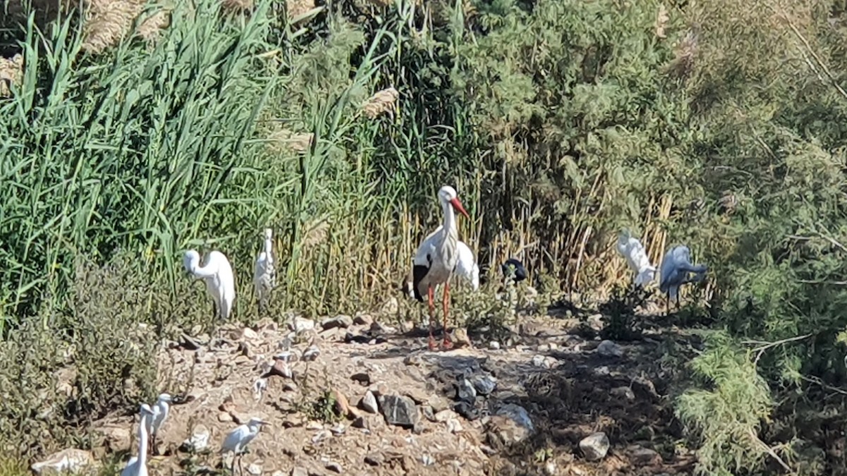 White Stork - ML411536991