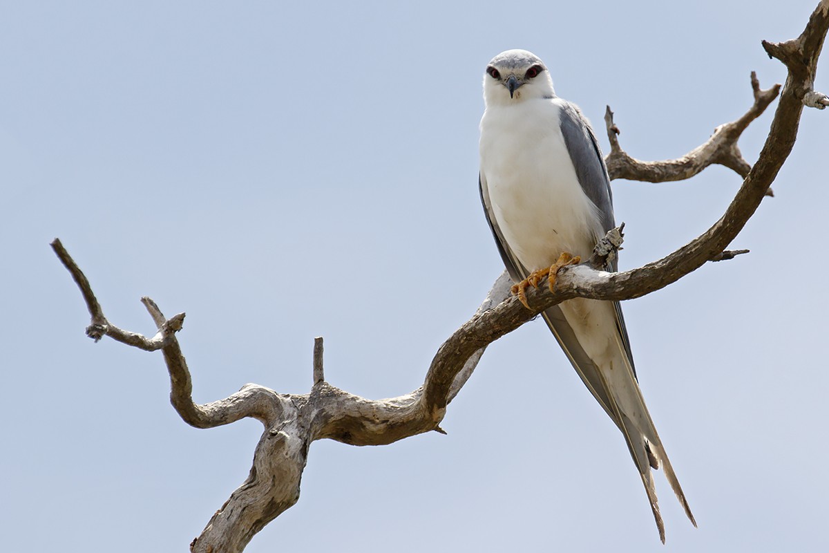 Scissor-tailed Kite - ML411539311