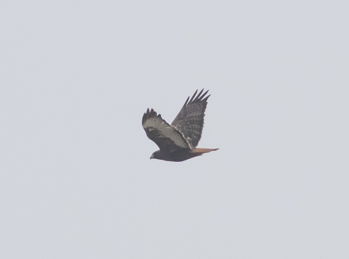 Red-tailed Hawk (calurus/abieticola) - Caleb Putnam